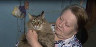 Masha, kucing penyelamat nyawa bayi di Rusia