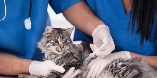 vaksinasi kucing
