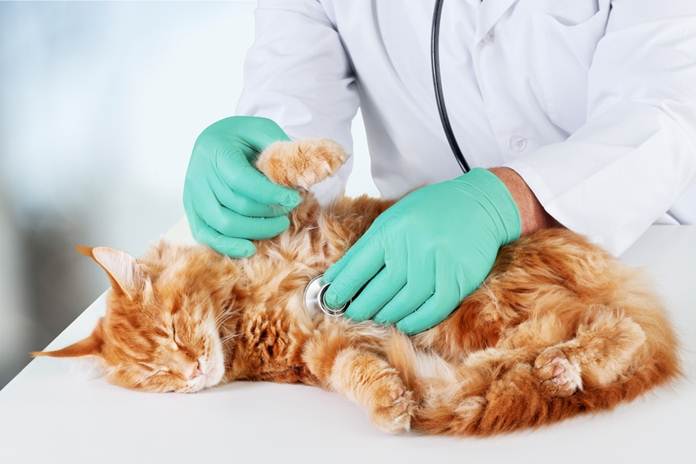 penyebab utama penyakit ginjal pada kucing