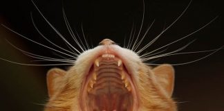 merawat gigi kucing