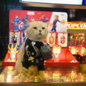 cosplay Kucing