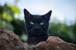 Mitos tentang kucing hitam